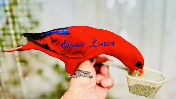 lory-for-sale