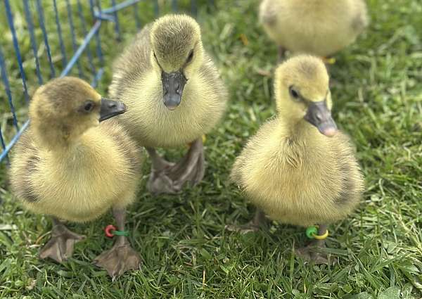 goose-for-sale-in-pennsylvania