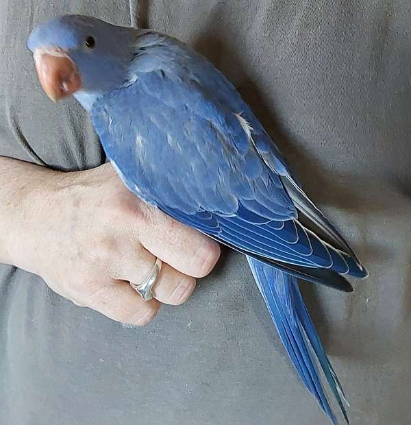 bird-for-sale-in-danville-pa