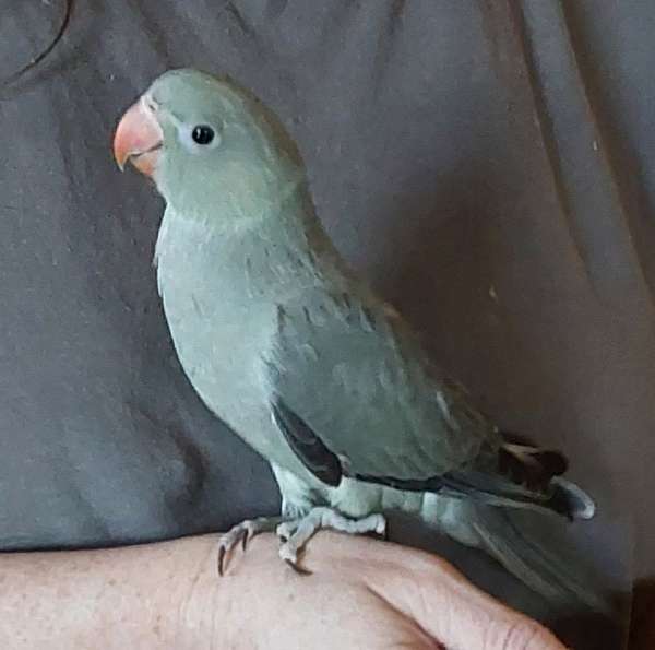 bird-for-sale-in-danville-pa