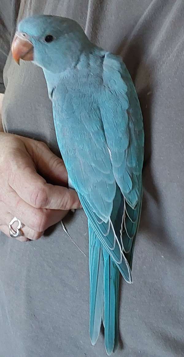 bird-for-sale-in-danville-pa