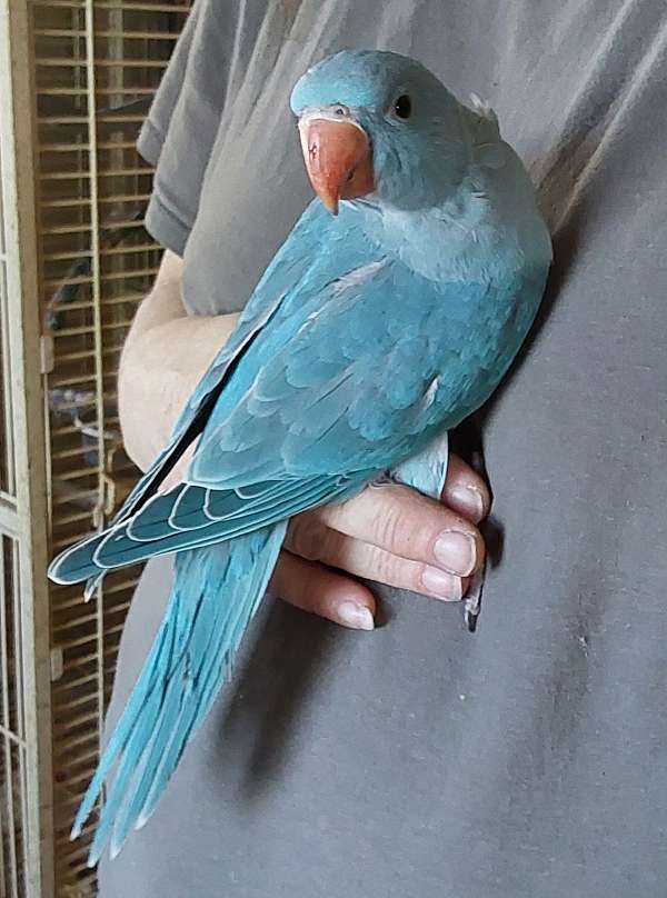 bird-for-sale-in-danville-pa