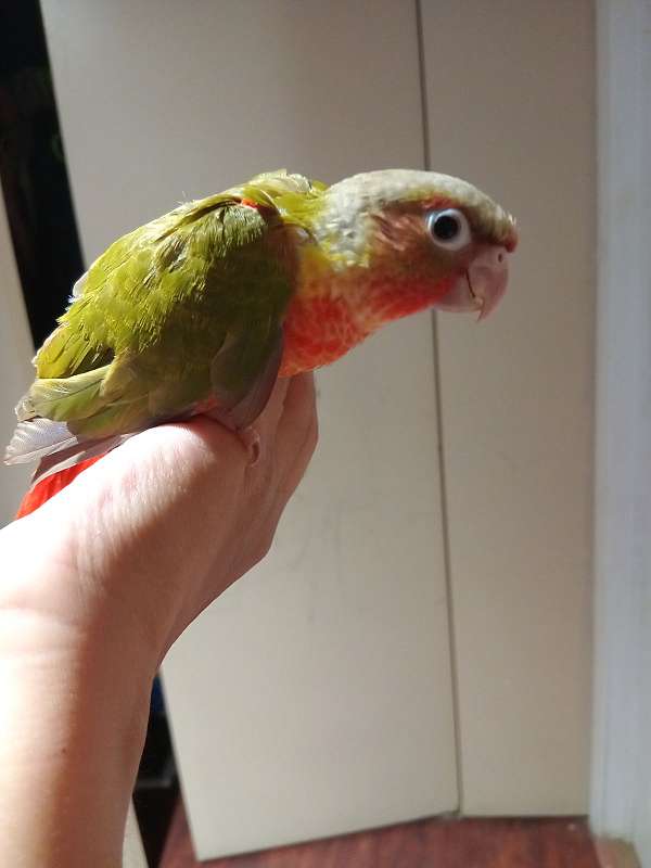 green-cheek-conure-for-sale