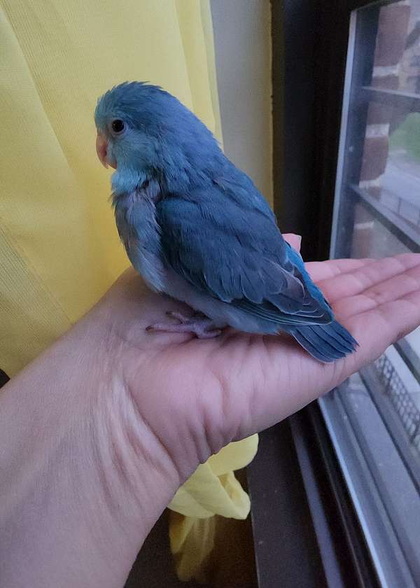pacific-parrotlet-for-sale