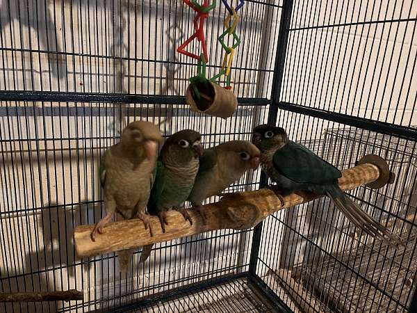 green-cheek-conure-for-sale