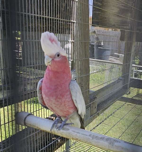 pet-tame-bird-for-sale-in-west-palm-beach-fl