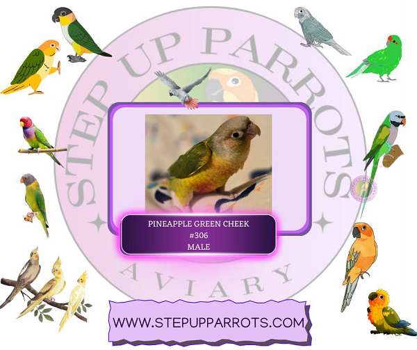green-cheek-conure-for-sale