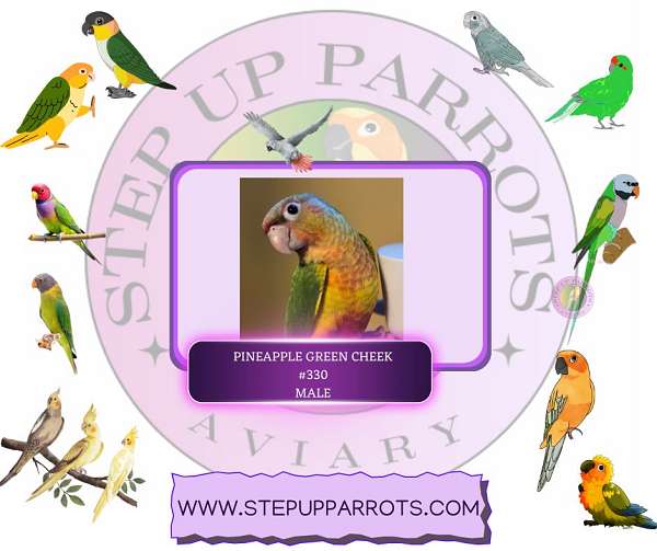 green-cheek-conure-for-sale