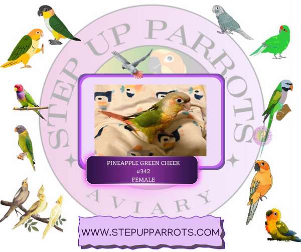 green-cheek-conure-for-sale