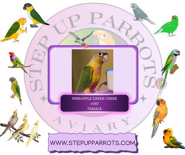 green-cheek-conure-for-sale