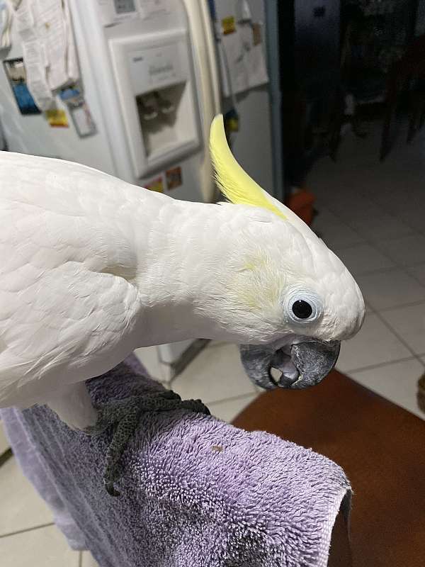 sulpher-crested-cockatoo-for-sale