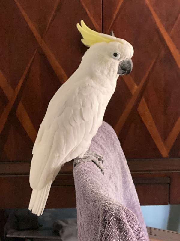 white-yellow-sulpher-crested-cockatoo-for-sale