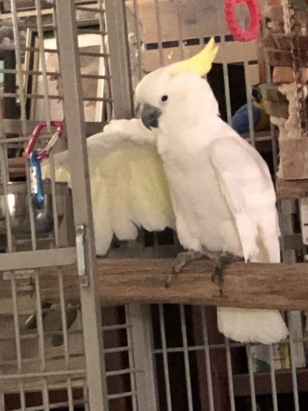 white-yellow-bird-for-sale
