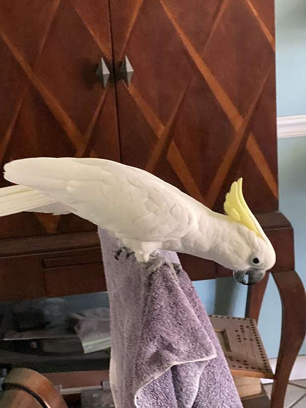 medium-bird-for-sale