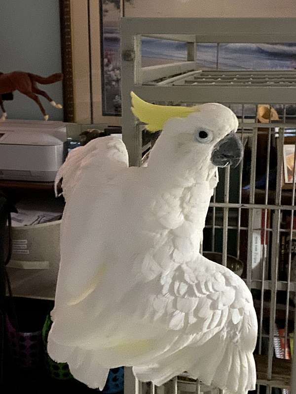 medium-white-yellow-bird-for-sale