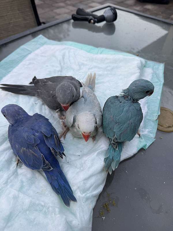 parrot-for-sale