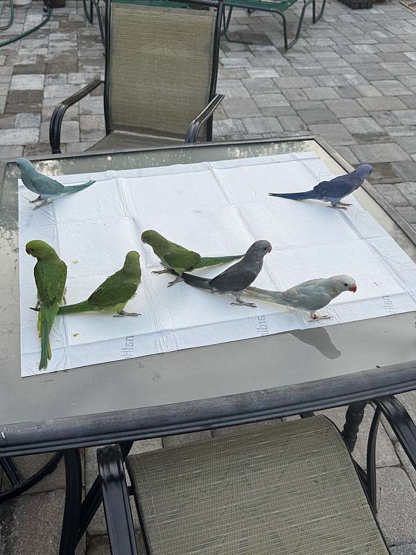 baby-parrot-for-sale