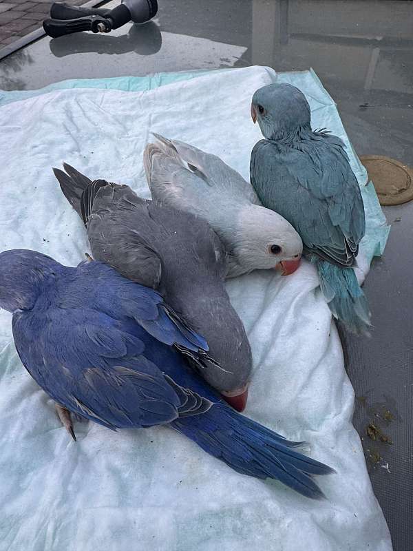parrot-for-sale