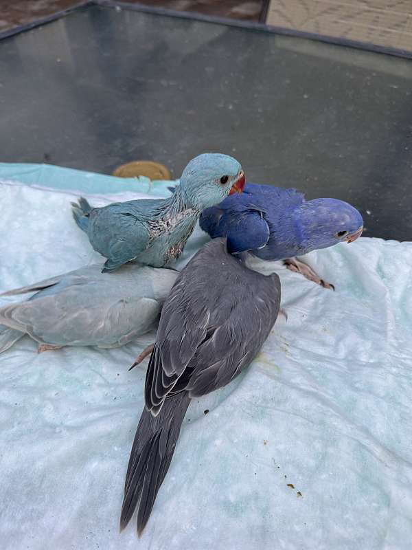 blue-parrot-for-sale