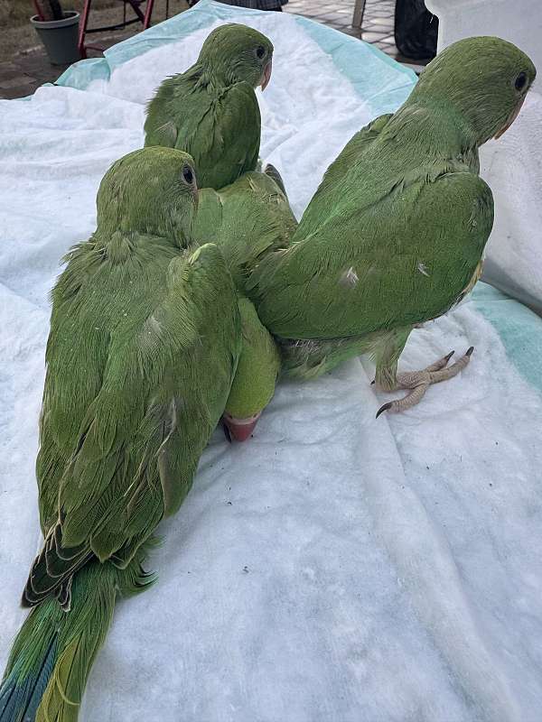 green-parrot-for-sale