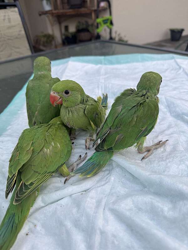 grey-parrot-for-sale