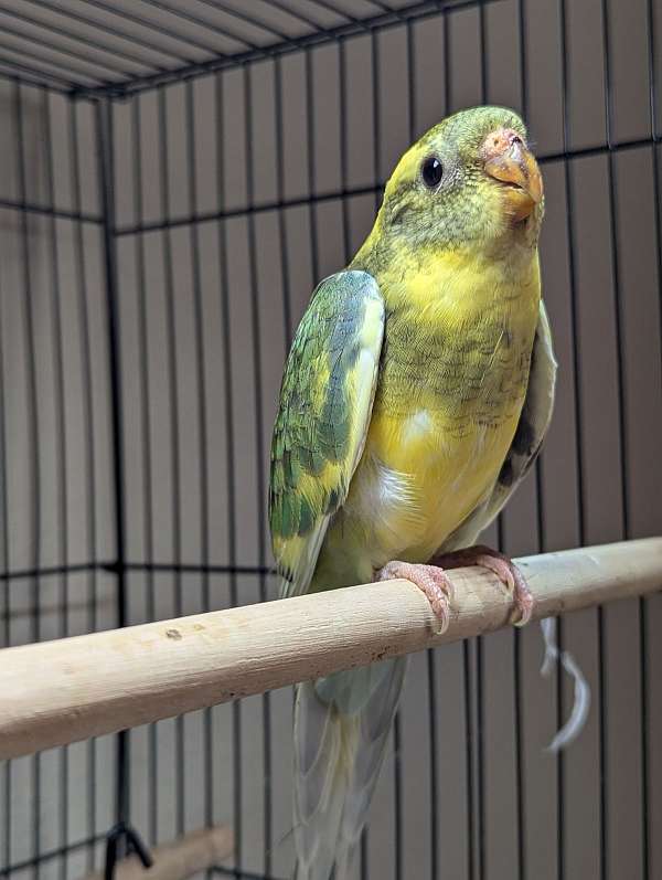 red-rumped-parakeet-for-sale-in-oklahoma