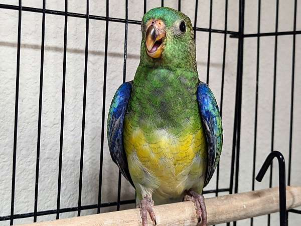 singing-red-rumped-parakeet-for-sale