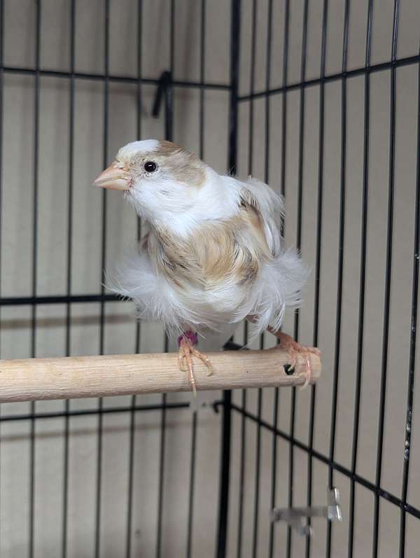 brown-white-bird-for-sale-in-oklahoma