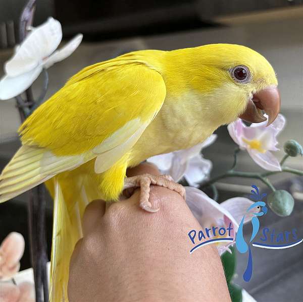 quaker-parrots-for-sale