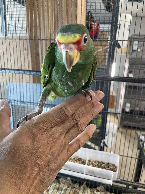 lilac-white-bird-for-sale-in-bakersfield-ca