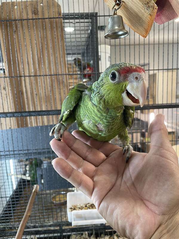 amazon-parrot-for-sale