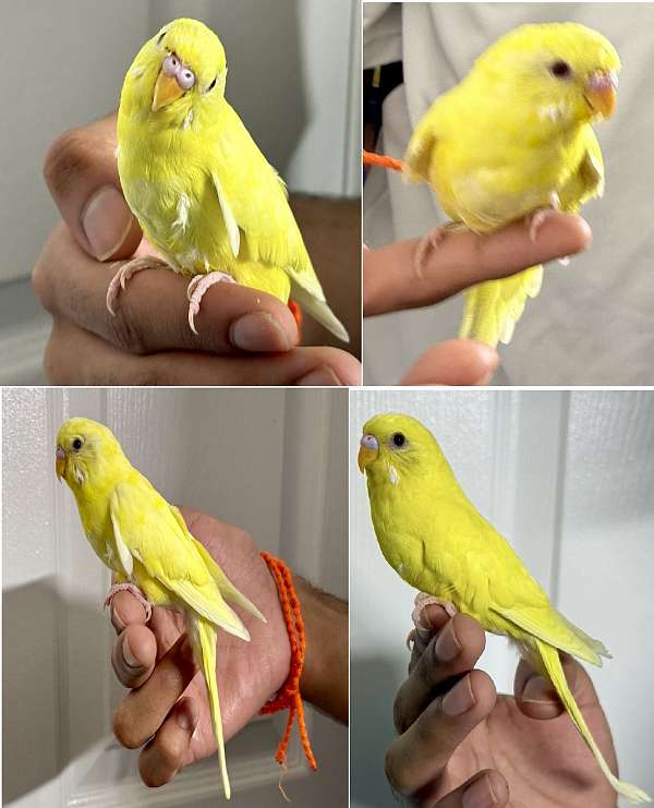 parakeet-for-sale