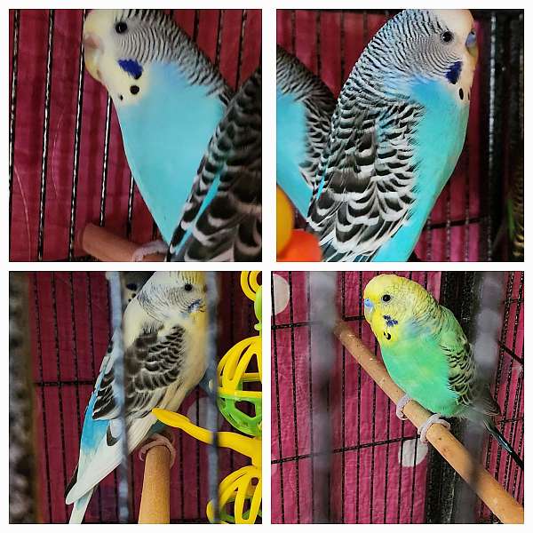 parakeet-for-sale-in-northport-al