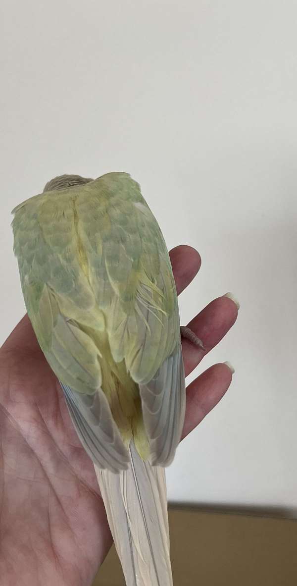 handfed-bird-for-sale-in-mountain-iron-mn