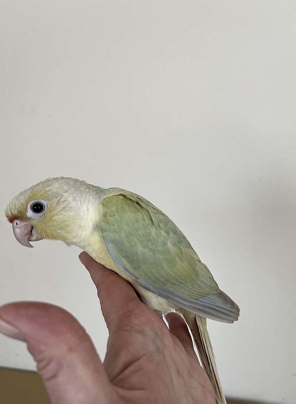 cute-bird-for-sale-in-mountain-iron-mn