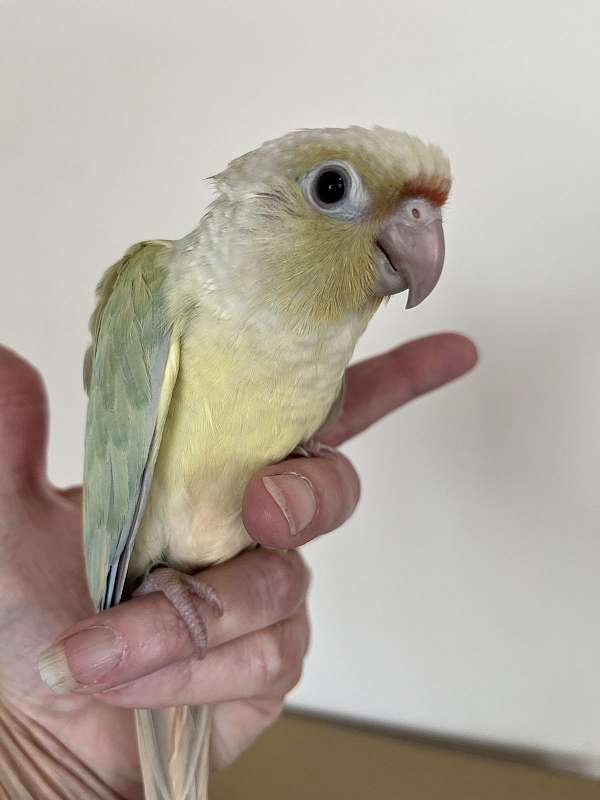pet-bird-for-sale-in-mountain-iron-mn
