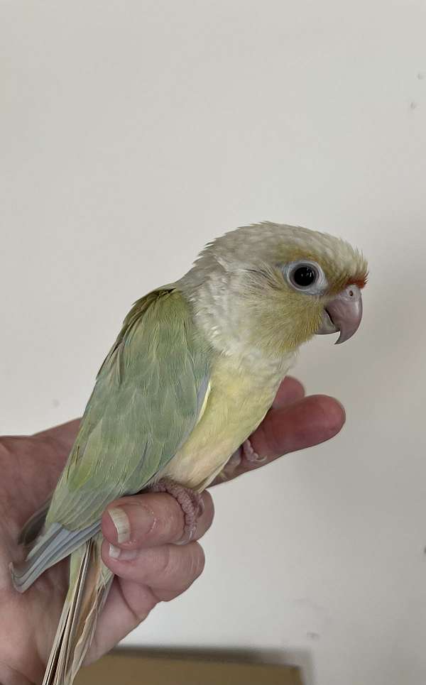 playful-bird-for-sale-in-mountain-iron-mn