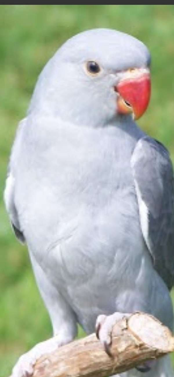 ringneck-parakeet-for-sale