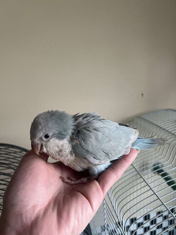 quaker-parrots-for-sale
