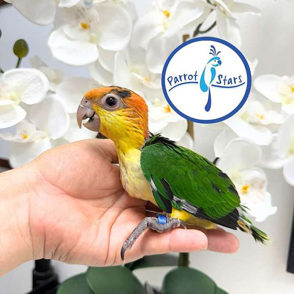 white-bellied-caique-for-sale