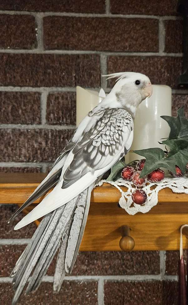 cockatiel-for-sale