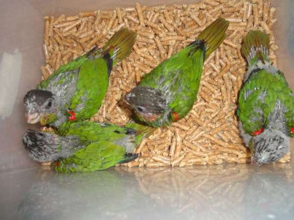 conure-for-sale