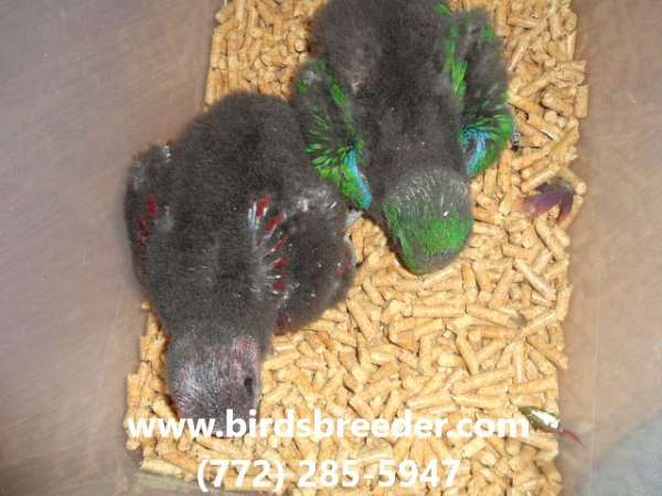 solomon-island-eclectus-parrots-for-sale