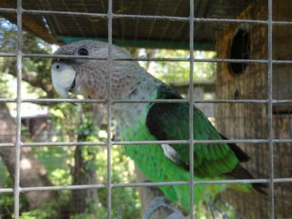 male-green-rose-bird-for-sale