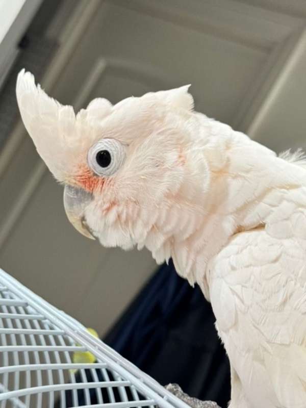 goffin-cockatoo-for-sale