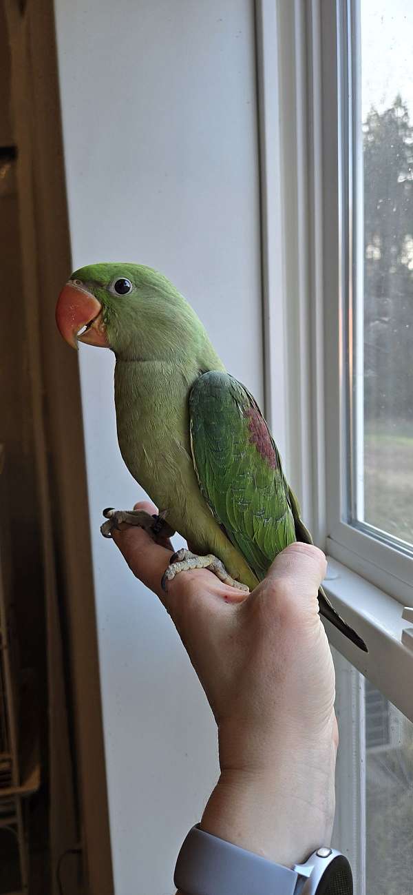 pet-bird-for-sale-in-eau-claire-wi