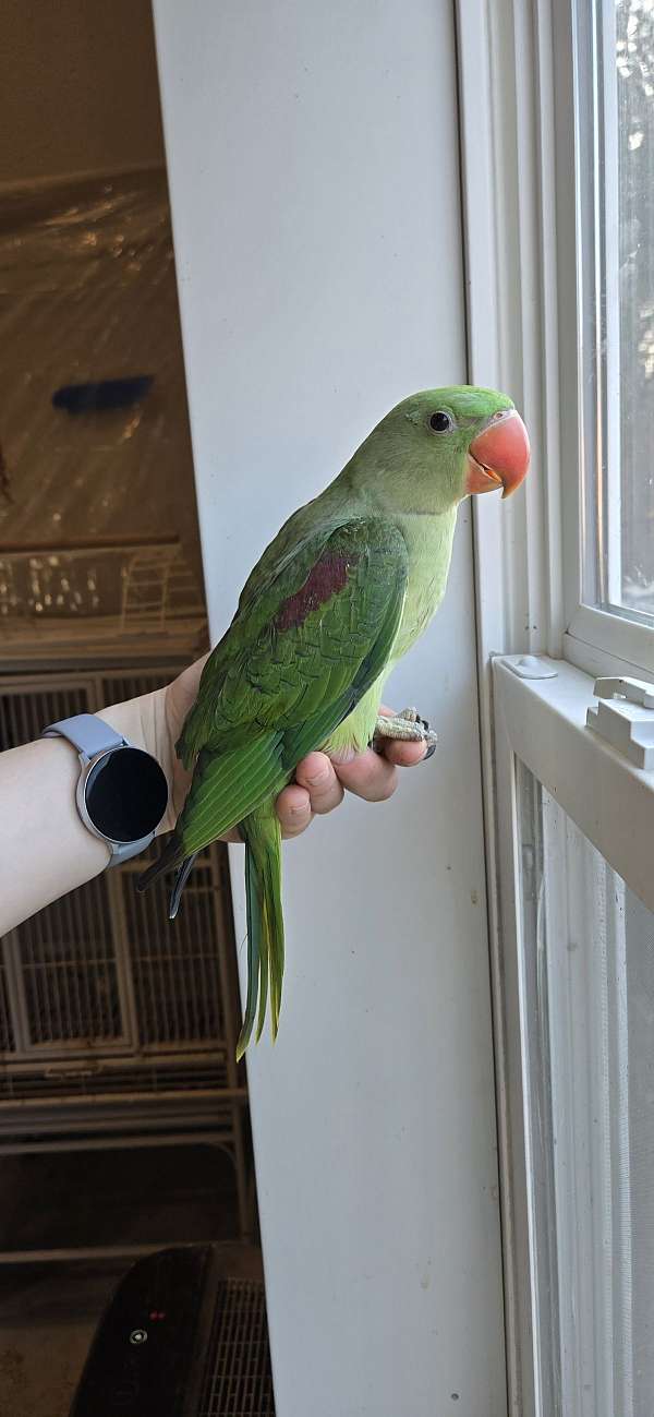 alexadrine-parakeet-for-sale-in-eau-claire-wi