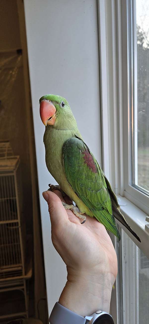 alexadrine-parakeet-for-sale