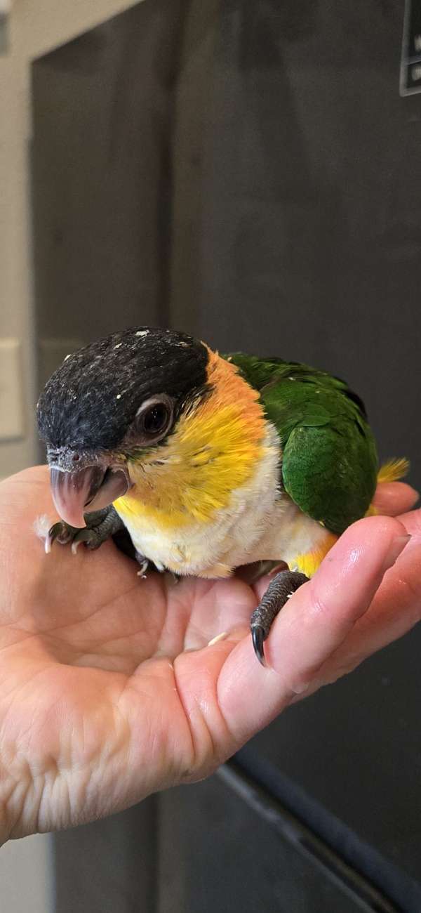 caique-black-headed-caique-for-sale-in-eau-claire-wi