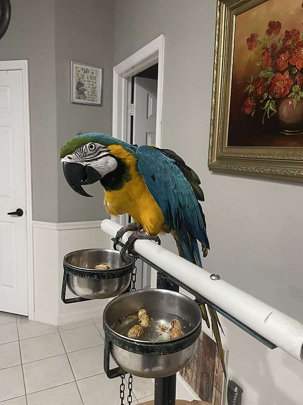 macaw-for-sale